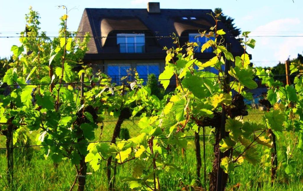 Self Check-in Self Catering Apartment mit Seeblick und Klimaanlage - Neusiedlersee